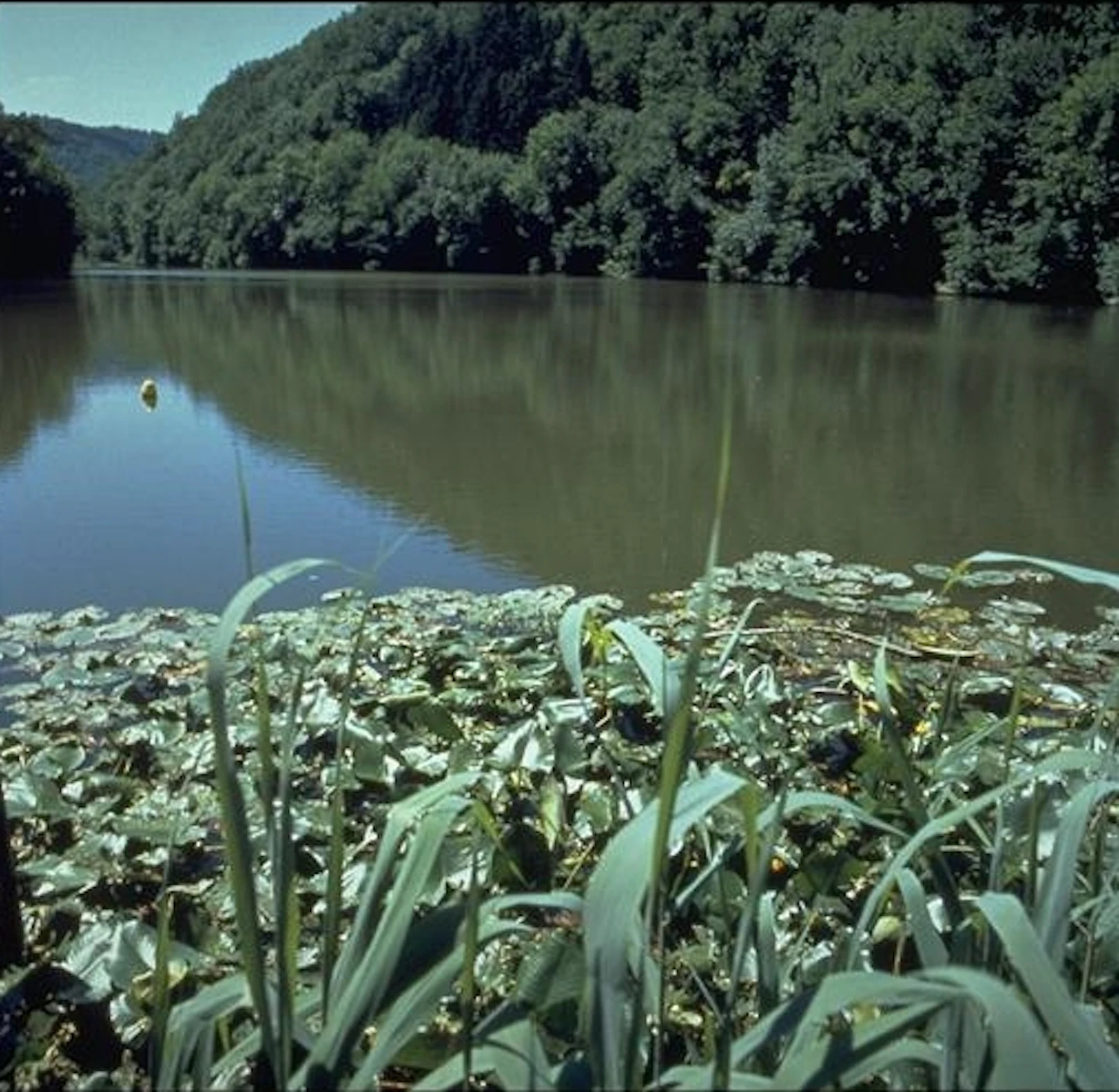Basler Weiher pond and surroundings