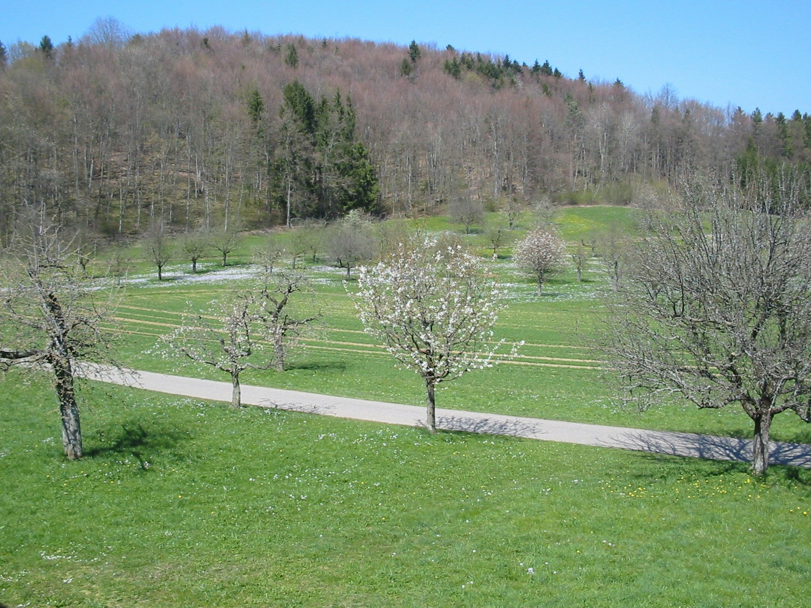 Chemins pédestres menant au musée au printemps